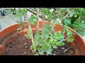 orange jasmine മര മുല്ല kamini jasmine murraya paniculata orange jessamine with subtitles