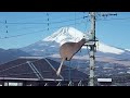 富士山を駆けるキーウィ