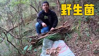 老羅回家給小曾煲湯，立馬又去山上找小竹筍，結果採到很多烏樅菌 #侗家老羅