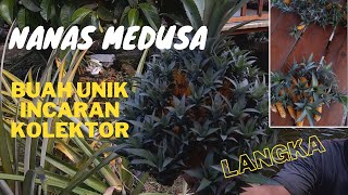 PANEN NANAS MEDUSA - BUAH UNIK DAN LANGKA INCARAN PECINTA TANAMAN!!! #nanas #langka #unik