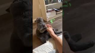 Cat smells Toxic Leg and goes to Unconscious 🤣|419|#shorts