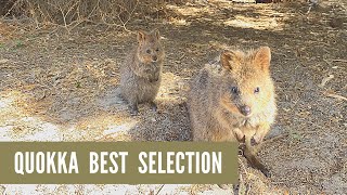 【世界一幸せな動物】Quokka best selection