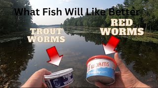 Fishing Bait Challenge - Trout Worms vs Red Worms