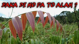 Edible Wild Plants in the Philippines - PRIMITIVE FOODS (vegetables) - Hagnaya