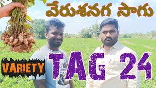 వేరుశనగ సాగు విధానం #GroundnutCultivation | #TAG24 #వేరుశనగ సాగు | @MRAGRICOS