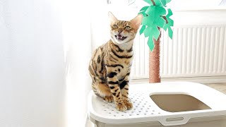 Bengal Cats Like to Chirp and Scream Loud