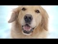 Blown Away - Chewy.com Commercial | Chewy