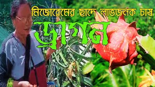 DRAGON FRUIT IN MIZORAM || সহজে ড্রাগন ফ্রুইট চাষ || লাভদায়ক ব্যবসা || SAHA\