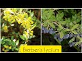 Berberis lycium (Sumblo Booti) - A Wild Weed
