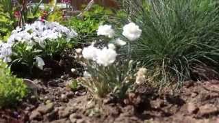 White Dianthus flowers in an English country garden