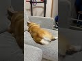 ここほれワンワン⭐︎【コーギー犬】 corgi