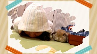 【相乗効果!?】ダメな飼い主と暮らすとペットのうさぎは賢くなる説。･･･～ホーランドロップみかん