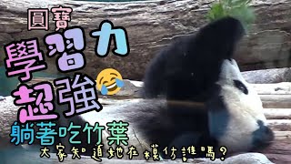 After Yuanbao wakes up, he starts to learn to eat bamboo leaves|Taipei Zoo