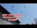 AGAR WALET TETAP RESPON DENGAN SUARA PANGGIL YUK KITA PELAJARI BERSAMA