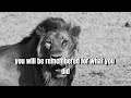 lion s mentality a motivational video