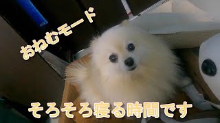 【保護犬クウ】おねむモードでそろそろ寝る時間です　保護犬クウちゃんねる#3【ポメラニアン】Pomeranian【shelter dog】