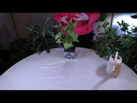 Does soil absorb oxygen?