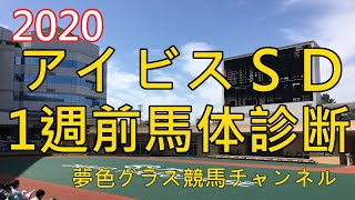 【馬体診断】2020アイビスサマーダッシュ！ナランフレグの鬼脚炸裂なるか？トモのハリ抜群