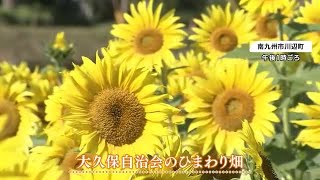 秋にヒマワリ！？　実は晩秋に咲くよう種まき　いまが見頃　鹿児島・南九州市川辺町 (23/10/25 18:30)