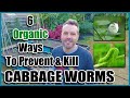 6 Organic Ways to Prevent and Kill Cabbage Worms