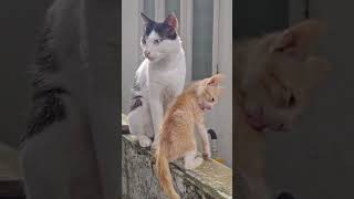 😹പൂച്ചകളുടെ ഈ കാര്യം നമ്മൾ അറിയണം 😹!viral cat reels##!!