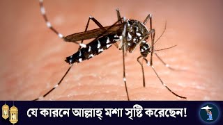 মশা সৃষ্টির রহস্য! কেন আল্লাহ্‌ মশা তৈরি করলেন? | why Allah Created Mosquitoes | Islamic Witness