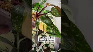 Philodendron Series - Philodendron Orange Princess I PlantFactory