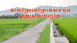 វាលស្រែនៅប្រទេសជប៉ុន(វគ្គស្រូវចេញផ្លែ)🗾🌾🌾🚜 Japanese rich fields (Fruiting season)🗾🌾🌾🚜