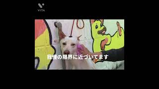 【保護犬】リーダーくん　初シャンプー