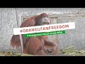 4 ORANGUTANS RETURN TO THE WILD!