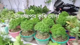 দিনাজপুরের গোর-এ-শহীদ ময়দান বা বড়মাঠে চলতেছে কৃষিমেলা।#AgricultureFair #DinajpurExpo