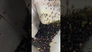 Zeytinden Yağa dönüşüm… (From olive to oil in factory) #farming #oliveoil #factory #production