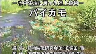 －水中生活に戻った陸上植物－　バイカモ