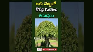 రావి చెట్టుకు దైవిక శక్తి అలాగే ఔషధ గుణాలు కూడా ఉన్నాయా..| CVR Health News