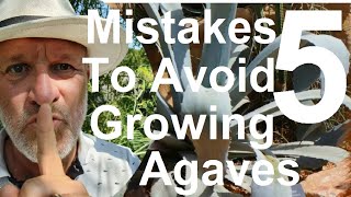 Five Mistakes to Avoid Growing Agave