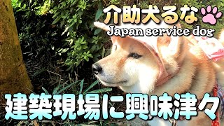 【柴犬介助犬】車イスと一緒に遊歩道♪久しぶりに行ったら・・・［柴犬介助犬るな］