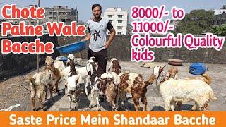 Starting Price 8000/- Colourful Gujri Totapuri Goat | Reasonable Price Goats | @Rizwankranti