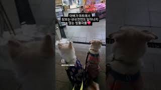 아빠가 마트갈때마다 혹은사진찍을때마다 항상 얌전히 앉아서 기다리는 밥풀퍼플 ❤️습관과 교육의 중요성 ㅋ동네에서  순하기로 소문난 밥풀퍼플 초보분도 키우기 어렵지않아요 저도 첫반려견