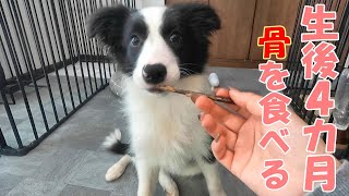 子犬に骨をあげてみたら野生化した【生後４カ月】