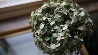 Hoya Propagation - 4 Ways to Propagate Hoyas with Results!! #HotForHoya