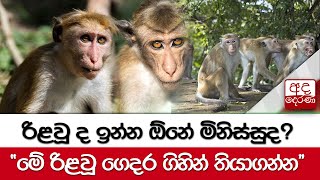 රිළවූ ද ඉන්න ඕනේ මිනිස්සුද? ''මේ රිළවූ ගෙදර ගිහින් තියාගන්න''