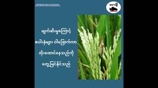 နှံစုပ်ပိုး ဘယ်လိုကာကွယ်နှိမ်နင်းမလဲ