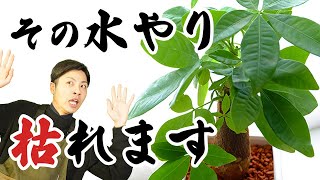 【パキラの育て方①】人気の観葉植物パキラの室内でも枯れない育て方。ほぼ９割が水やりで失敗します。