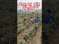 बैंगन की खेती में गुड़ाई।। brinjal crop farming baingan ki kheti kaise karen