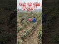 बैंगन की खेती में गुड़ाई।। brinjal crop farming baingan ki kheti kaise karen