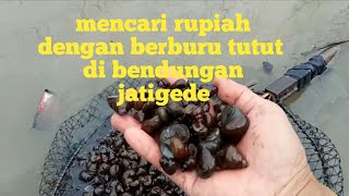 Mencari rupiah dengan berburu tutut di jatigede