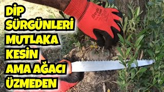 Zeytin Ağacının Dip Sürgünlerini Mutlaka Kesin Ama Ağacı Üzmeyin