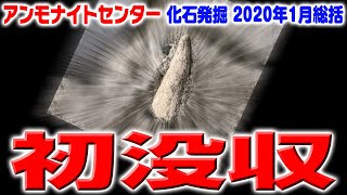 【アンモナイトセンター】化石発掘1月総括 Fossil hunting：January 2020