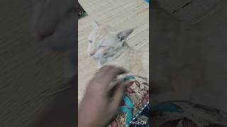 மைலோ ரொம்ப கொஞ்சுரான் 😄#cat #trending