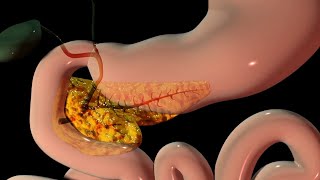 Pancreas Explained - 3D Animation